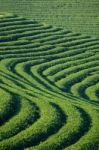 Tea Plantation Stock Photo