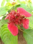 Bunch Of Red Flower Plant In Garden Stock Photo