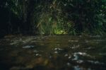 Flowing River With Green Plants Stock Photo