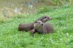 Eurasian Otter (lutra Lutra) Stock Photo