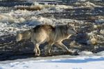 Lone Gray Wolf Stock Photo