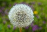 Dandelion Stock Photo