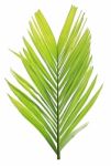 Palm Leaf Isolated On White Background Stock Photo