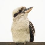 Kookaburra Gracefully Resting During The Day Stock Photo