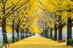 Row Of Yellow Ginkgo Trees In Asan, Korea Stock Photo