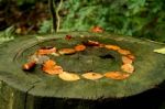 Leaves, Natural Drawing On Tree Trunk Stock Photo