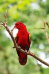 Red Lory Standing On A Tree Branch, Parrot Stock Photo