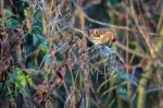 Female Common Redpoll Stock Photo