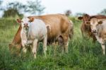 Country Cows Stock Photo