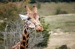 Portrait Of A Giraffe (giraffa Camelopardalis) Stock Photo