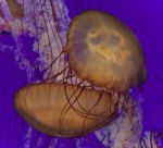 Photo Of Two Beautiful Deadly Jellyfishes Swimming Stock Photo