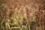 Field Of Australian Sorghum Stock Photo