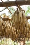 Dried Corn Stock Photo