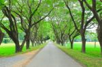 Road Through Row Of Trees Stock Photo