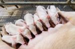 Newborn Pig Suckling Stock Photo