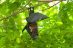 Lyie's Flyingfox Stock Photo