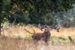 The Deer Of Richmond Park Stock Photo