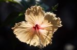 Colorful Hibiscus Flower Stock Photo