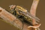 Brown Fly In A Branch Stock Photo