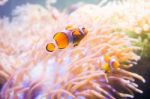 Cartoon Fish Near Sea Anemone Stock Photo