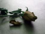 Withered Rose Stock Photo