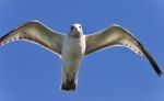 Isolated Image Of A Gull Flying In The Sky Stock Photo