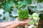 Young Green Grapes Stock Photo