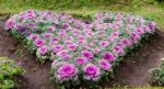 The Colorful Cabbages Represent The Heart Stock Photo