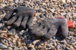 Gloves For Working In The Garden Stock Photo