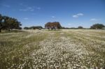 Spring Landscape In Alentejo Stock Photo