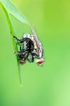 Flesh Fly Mating Stock Photo