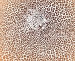 Leopard Brown Background Stock Photo