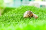 Snail Crawling Stock Photo