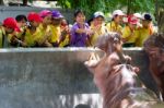 Primary Students Visit The Zoo, In The Jul 27, 2016. Bangkok Thailand Stock Photo