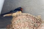 Beautiful Background With A Swift In A Nest Stock Photo