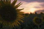 Sunflowers In A Field In The Afternoon Stock Photo