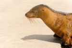 Sea Lion On The Beach, Galapagos Islands Stock Photo