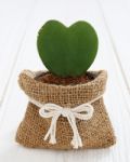 Green Heart Plant Stock Photo