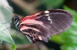 Postman Butterfly (heliconius Melpomene) Stock Photo