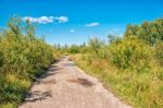 Dirt Road In The Woods Stock Photo