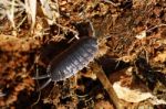 Woodlice Stock Photo