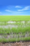 Vertical Row Of Green Rice Field With Blue Sky Stock Photo