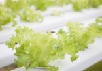 Frillice Iceberg Plants On Hydrophonic Farm Stock Photo