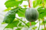 Small Japan Melon (honeydew Melon) In Farm Stock Photo