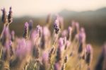 Beautiful Deep Purple Lavender Plants In Nature Stock Photo