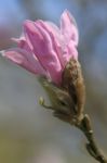 Magnolia Budding Stock Photo