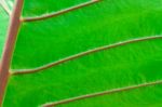 Texture Of A Green Leaf Stock Photo