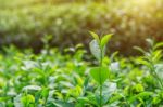 Green Tea Bud And Leaves. Green Tea Plantations And Sunny In Morning Stock Photo