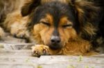 Abandoned Street Dog Stock Photo