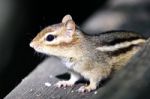 Beautiful Isolated Picture Of A Cute Chipmunk On The Hedge Stock Photo